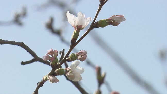 【速報】広島のサクラ開花を発表 標本木で5輪の開花を確認 過去2番目に早い“開花宣言” |TBS NEWS DIG