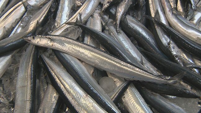 “奇跡のサンマ”小名浜港で初水揚げ　例年より1か月遅く　福島・いわき市|TBS NEWS DIG