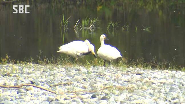 「冬の使者」コハクチョウが今シーズン初飛来 成長のつがいとみられる2羽 去年より3日早く 長野・安曇野市|TBS NEWS DIG