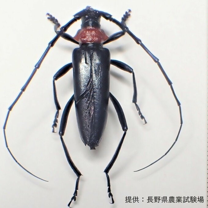 特定外来生物「クビアカツヤカミキリ」　生きた成虫が長野県内の農地で初めて確認　モモやウメなどの樹木内部に入り込み枯死させるおそれ　県は被害拡大防止へ早期点検・駆除を呼びかけ　国内では2012年に初確認　これまでに愛知など19都府県で確認　　|　SBC NEWS | 長野のニュース | SBC信越放送