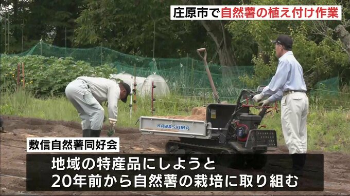 「早く大きくなれよー」　庄原市で地元グループが自然薯の植え付け作業　収穫は11月初旬か|TBS NEWS DIG