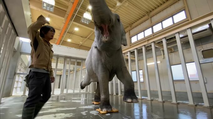 体重量るのに訓練が必要だった…曲芸みたいな計測方法⇒新計測器で簡単に　ゾウ専用の特注品　徳山動物園に体重計寄贈　山口県周南市（画像は徳山動物園提供）　|　山口のニュース・天気・防災｜tys NEWS｜ｔｙｓテレビ山口
