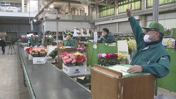 約5000鉢を入荷 新春を華やかに彩る鉢物の初市 ・金沢市　|　石川県のニュース｜MRO北陸放送