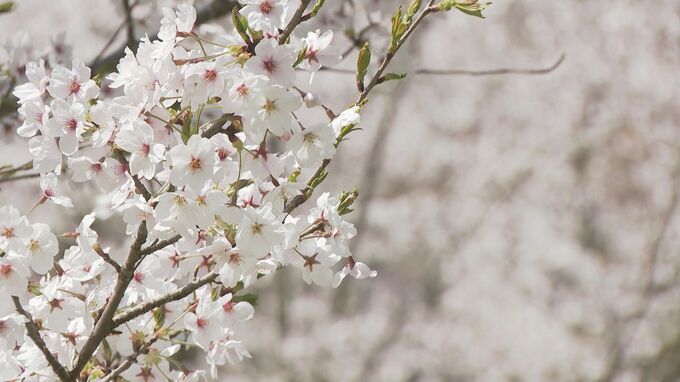 避難生活を送る人に結婚の前撮りをするカップル 満開のサクラの下で何思う　|　石川県のニュース｜MRO北陸放送