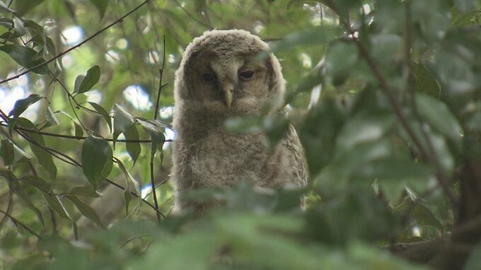 「不苦労」「福来郎」何と読む！？灯籠まつりで有名な神社に縁起の良い 『森の哲学者』の異名を持つ珍客　|　熊本のニュース｜RKK NEWS｜RKK熊本放送