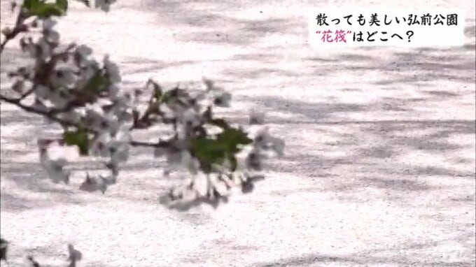 お堀に浮かぶサクラの花びら　花筏はどこへ消える？　弘前公園の桜のジュータンの行方　|　青森のニュース│ATV NEWS│青森テレビ