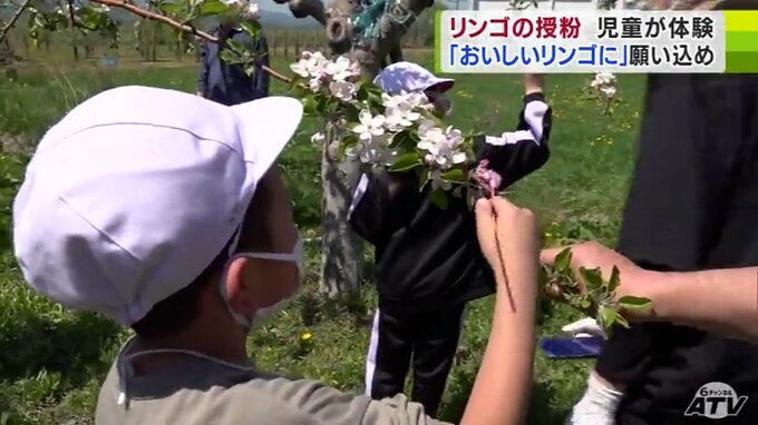 小学生がリンゴの人口授粉を体験も…「高いところ難しい…背が高い人じゃないと…」　あまくておいしいリンゴになって！9月上旬に収穫予定　|　青森のニュース│ATV NEWS│青森テレビ