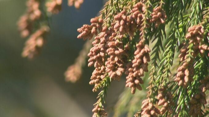 3連休は気温上昇で気になる「花粉の飛散」　インフルエンザも流行中　感染初期段階では、その見極めに注意が必要と医師が指摘|TBS NEWS DIG