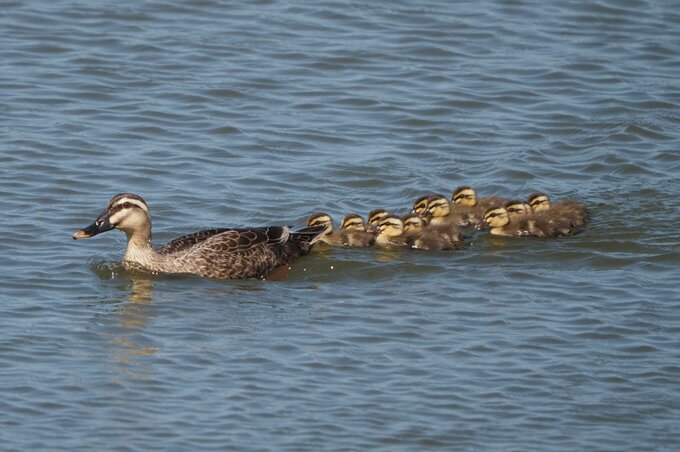 米子水鳥公園で「カルガモ親子」2組　今年初確認「この時期しか見られないカルガモの親子の姿を楽しんで」　鳥取県・米子市|TBS NEWS DIG