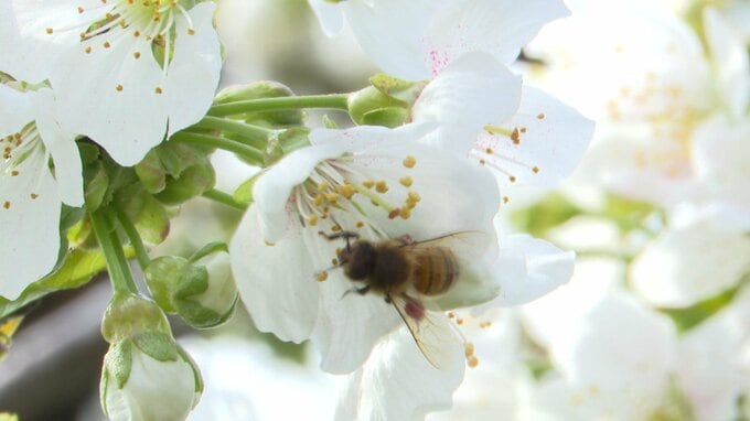 約3万匹のミツバチも「お手伝い」　水鳥の羽を使って『サクランボ』の授粉作業　「佐藤錦」「紅さやか」「ジュノハート」の花はほぼ満開　|　青森のニュース│ATV NEWS│青森テレビ