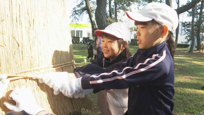 「日本の名松100選」松林を守る伝統手法　小学生がマツのこも巻き　山口県光市|TBS NEWS DIG