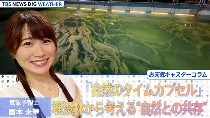 「自然のタイムカプセル」埋没林と日本海の歴史から考える“人間と自然の共存”【國本未華のお天気コラム】|TBS NEWS DIG