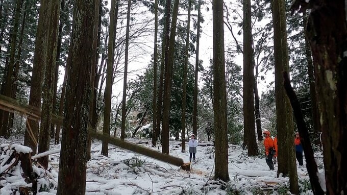 なぜ冬の雪山で木を切るのか？ 未経験者を育てる“緑の雇用”と伐採のリアル　新潟・村上市【森を守ること・第10話】|TBS NEWS DIG