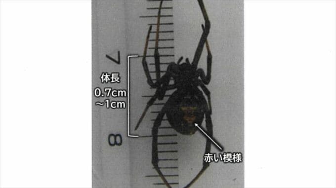 毒グモのセアカゴケグモ　共同住宅の階段で発見　特定外来生物　かまれると痛みや頭痛などの症状が出ることも　山梨　|　山梨のニュース | ＵＴＹテレビ山梨