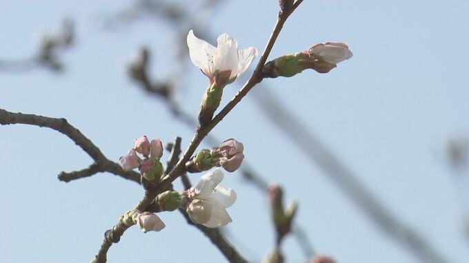 【速報】広島のサクラ開花を発表　標本木で５輪の開花を確認　過去２番目に早い“開花宣言”　|TBS NEWS DIG