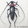 特定外来生物「クビアカツヤカミキリ」　生きた成虫が長野県内の農地で初めて確認　モモやウメなどの樹木内部に入り込み枯死させるおそれ　県は被害拡大防止へ早期点検・駆除を呼びかけ　国内では2012年に初確認　これまでに愛知など19都府県で確認　　|　SBC NEWS | 長野のニュース | SBC信越放送