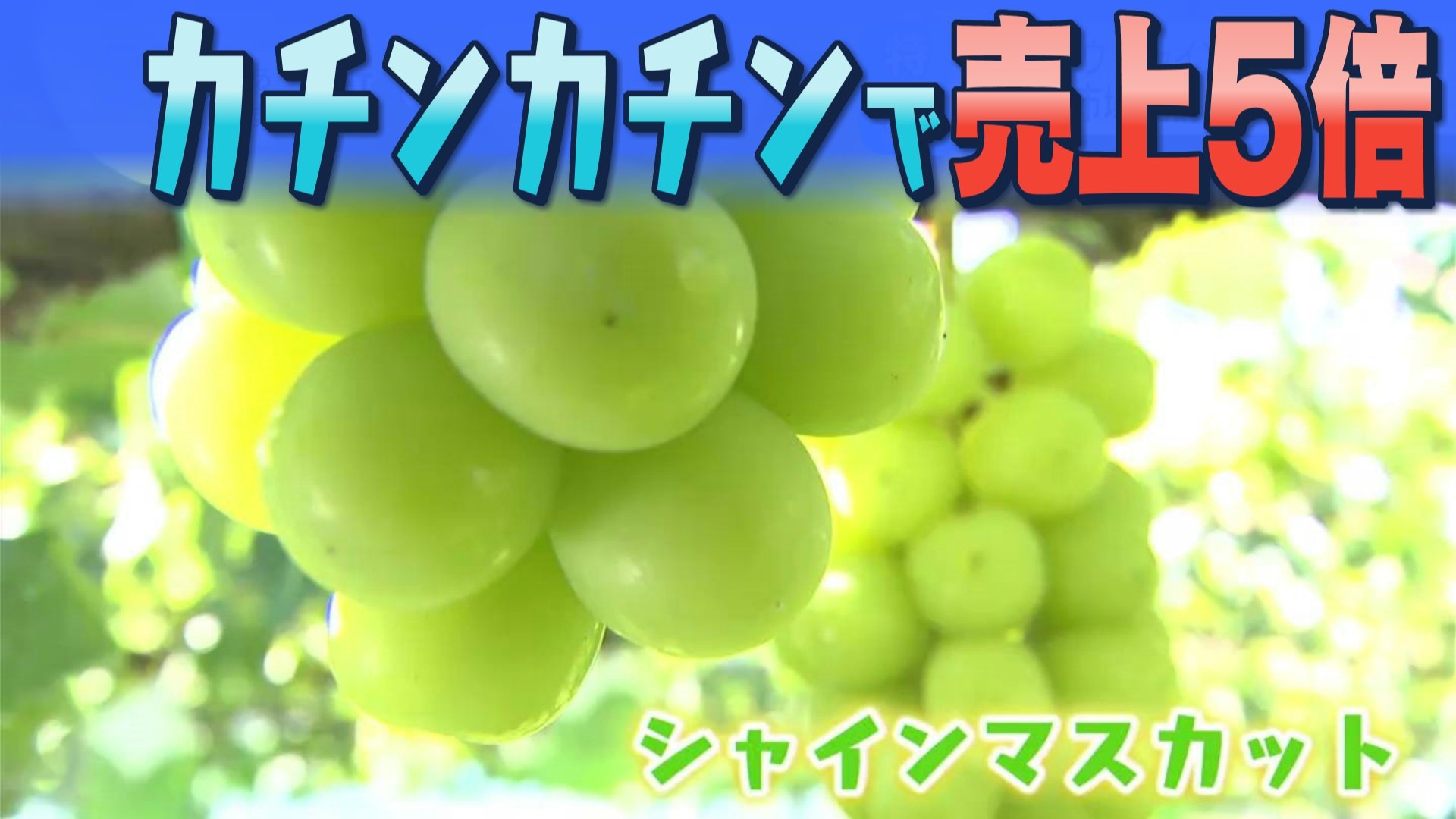 カチンカチン」で売上が5倍！！あのシャインマスカットをマイナス40度