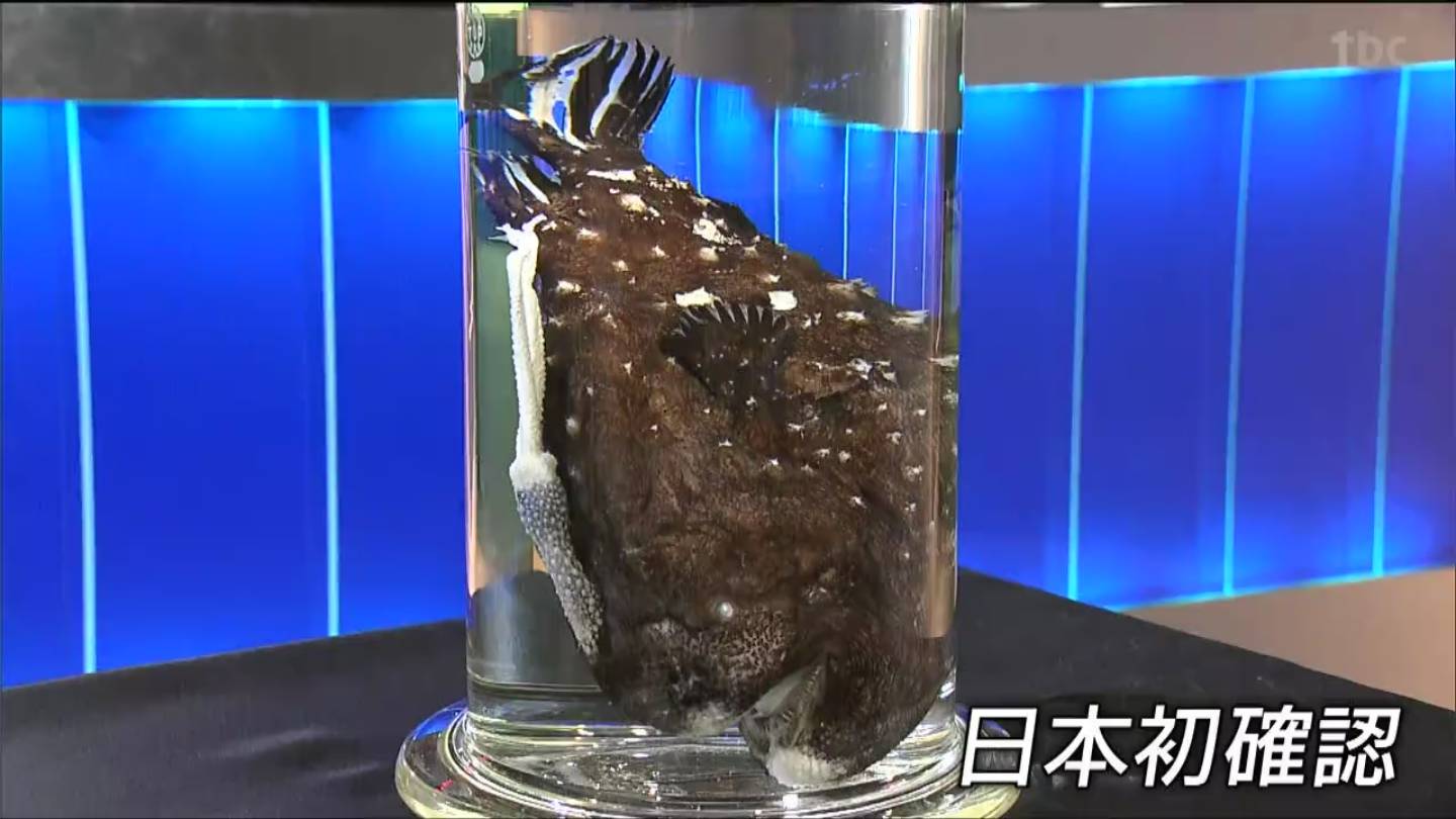 日本初確認「マサモリチョウチンアンコウ」標本公開 名前由来の人物は