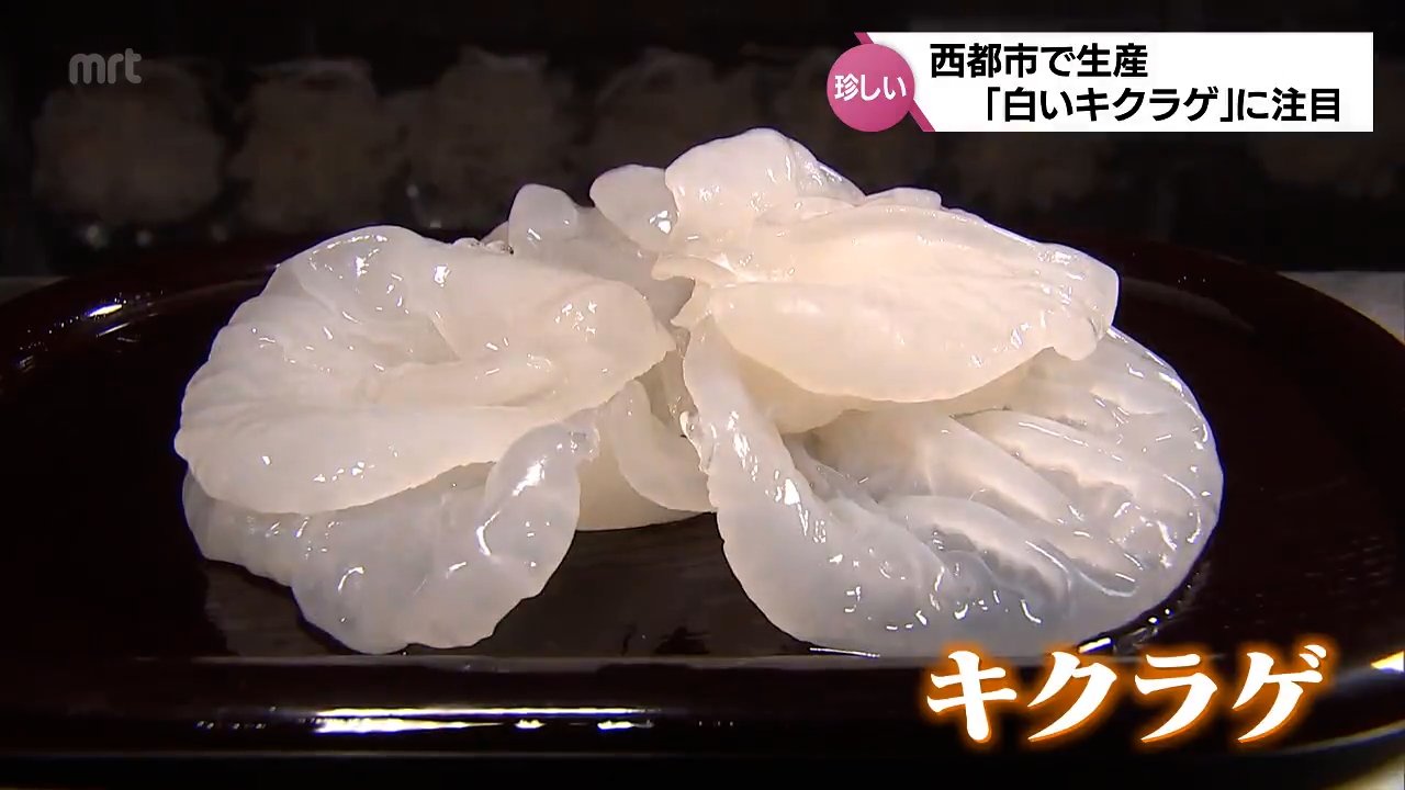 【生産終了品】eriutsugi エリウツギ もってけドロボーパーカー シロ 白 見た目も珍しい希少な「白いキクラゲ」 新食材の魅力に注目 | MRT