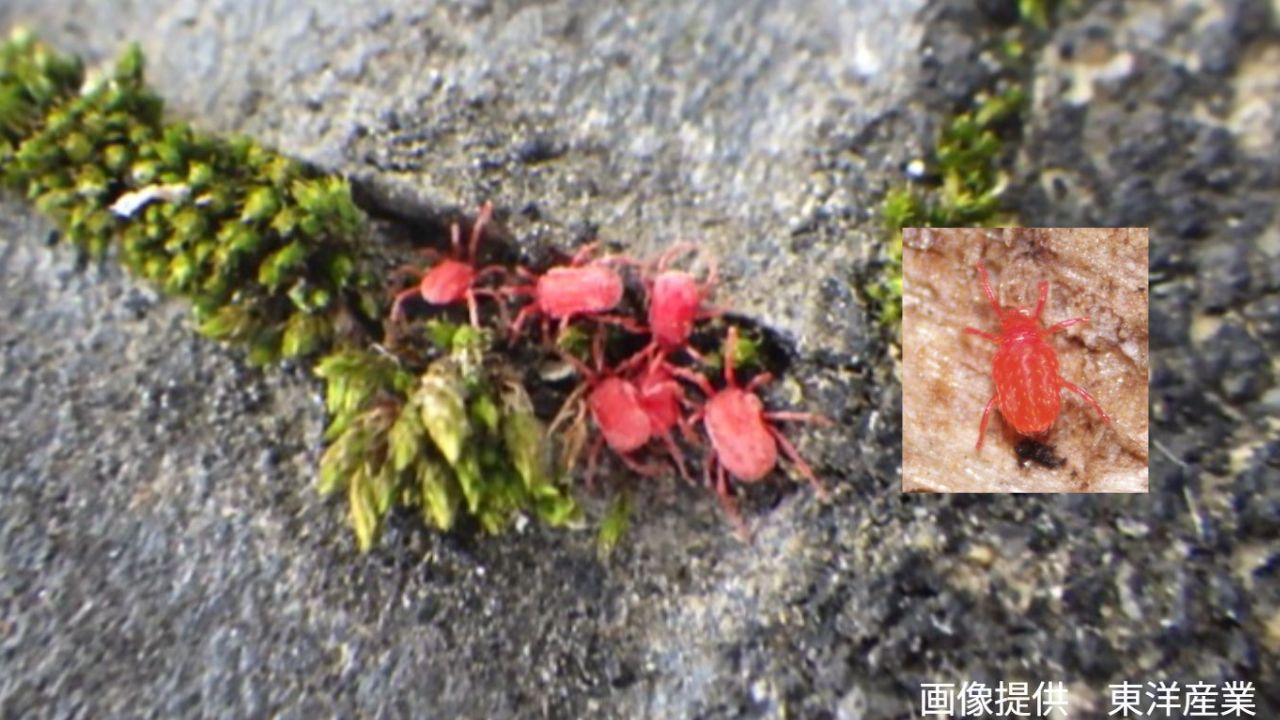コンクリートにわらわら】赤い小さなダニ よく見ると成長につれて足が