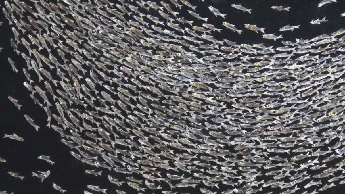 魚の「うろこ」1枚1枚を使い…1040匹「イワシの群れ」表現 「うろこアート」とは? | TBS NEWS DIG
