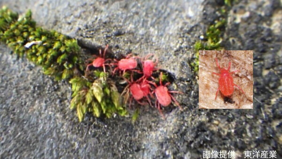 コンクリートにわらわら】赤い小さなダニ よく見ると成長につれて足が