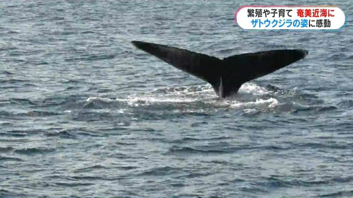 目の前に体長15メートルの大迫力 奄美近海にザトウクジラ 冬の観光の