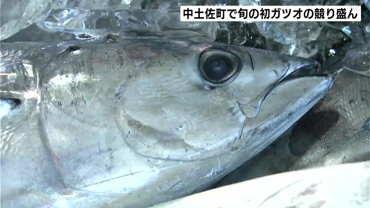 きょうから『かつお祭』 高知県中土佐町で旬の初ガツオの競り盛ん