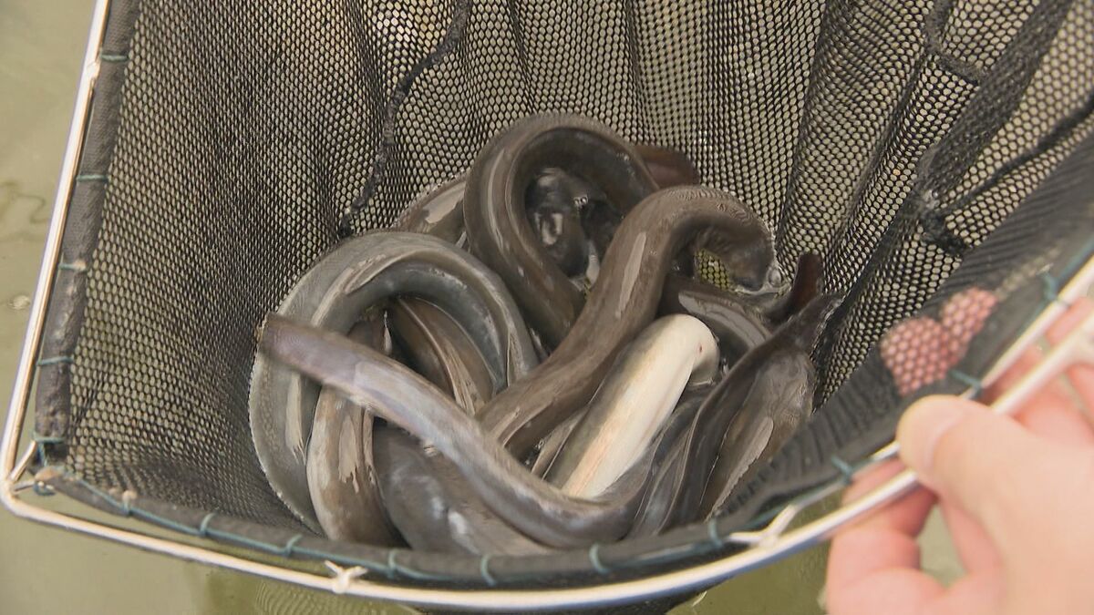 ウナギが安く食べられる？秘密は“温泉水”に ｢そのままの温度で育てられる｣ 通常の1/2の時間で出荷可能に 岐阜・下呂市