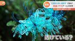 魅惑の“青いヒガンバナ”が現実に！「物語に出てきそう」な姿の秘密は？|TBS NEWS DIG