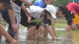 「あきらめない心を学んだ」小学生が田植え体験 コシヒカリの苗計約1000本植える|TBS NEWS DIG