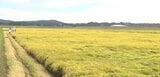 岩手県内稲刈りの進捗率は前年並み69% 10月上旬には刈り取りほぼ終了の見込み | IBC NEWS | IBC岩手放送