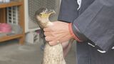 鵜の血液検査 感染症も調べる 5月の「小瀬鵜飼」開幕を前に健康診断 獣医師が鵜匠の家を訪問「すこぶる健康で元気が良い」 | 名古屋・愛知・岐阜・三重のニュース【CBC news】 | CBC web