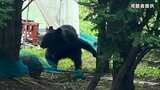【速報】民家敷地の木の陰にクマ 猟友会などが捕獲 体長およそ1m 山梨 | 山梨のニュース | UTYテレビ山梨