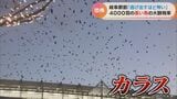 「怖い…」岐阜駅前にカラスの大群4000羽 ここまでの数は初めてか 山にエサがない!?|TBS NEWS DIG
