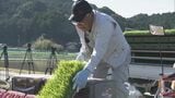 早くも田植え始まる 三重･紀宝町の｢早場米｣  刈り取りは7月下旬 “お盆前の新米”として人気 温暖な気候を利用|TBS NEWS DIG