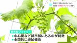 気軽に立ち寄れるのがメリット 四国初「都市型ワイナリー」誕生へ! クラウドファンディングもスタート | 高知のニュース・天気|KUTV NEWS | KUTVテレビ高知