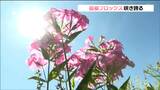 “小さなピンクの花”がまとまって咲く「宿根フロックス」見ごろ 夏の猛暑にも強い花 宮城・白石市 | 宮城のニュース│tbc NEWS│tbc東北放送