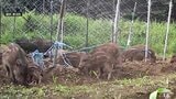 「今までの苦労も無駄になる…」ナガイモ畑に20頭以上のイノシシ 「種イモ」を食い荒らす… 被害額が100万以上にのぼるところも「めちゃくちゃダメージが大きい」 青森県東北町 | 青森のニュース│ATV NEWS│青森テレビ