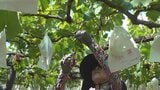 6月の熱中症すでに去年の1.4倍 勝沼で34.7度、甲府で34度 真夏並みの暑さに 山梨|TBS NEWS DIG