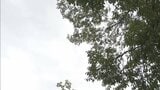 伊達市や福島市で猛暑日に 24日は暑さ和らぐ 福島 | 福島のニュース│TUF