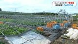 枕崎市の突風被害　被害額は農業用ビニールハウスだけで1550万円　気象庁「竜巻の可能性あるが特定できず」|TBS NEWS DIG
