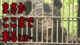 【クマ】「まさかここまで来るとは」家庭菜園にもクマが… 相次ぐ『クマの食害』身近な場所へと迫るクマ 住民の間に広がる不安 “アップルベア”この先も警戒が必要と研究家 | 青森のニュース│ATV NEWS│青森テレビ
