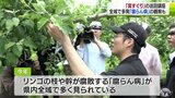 生産量日本一の青森県産リンゴ「実すぐり」巡回講座・県全体で「腐らん病」多発　摘果と合わせて除去を呼びかけ|TBS NEWS DIG