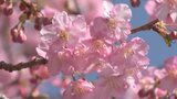 「町民みんなでお迎えする」 静岡県河津町の町長が「河津桜まつり」をPR 満開は2月中旬から | 山梨のニュース | UTYテレビ山梨