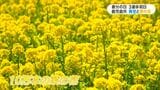 「天気もよくいい休日」3連休初日　都市農業センターで菜の花が見ごろ|TBS NEWS DIG