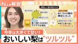 ことしの梨は1.5倍？大きくて甘い！ 大玉の方が甘くなりがち？ おいしい梨の見分け方＆切り方【Nスタ解説】|TBS NEWS DIG