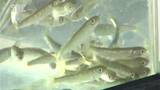 元気に戻ってきて…小学生が千曲川でサケの稚魚5万匹を放流、日本海で成長したサケは4年の歳月をかけ遡上… 長野・飯山市|TBS NEWS DIG