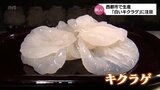 見た目も珍しい希少な「白いキクラゲ」 新食材の魅力に注目 | MRTニュース | MRT宮崎放送