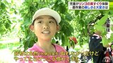 「全部取って大変」弘前市の児童が実すぐりに挑戦|TBS NEWS DIG